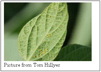 Text Box:  
Picture from Tom Hillyer
