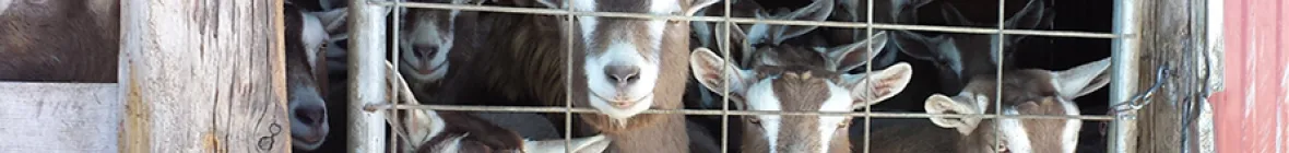 Dairy Goats looking through fence.