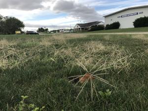 BAD YEAR FOR WINDMILLGRASS IN CENTRAL IOWA