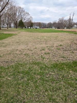 Winter injured lawn in Iowa